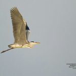 حواصیل-خاکستری-Grey-Heron-نوار-ساحلی-بوشهر-عکاس-محمد-پاپری-زارعی-