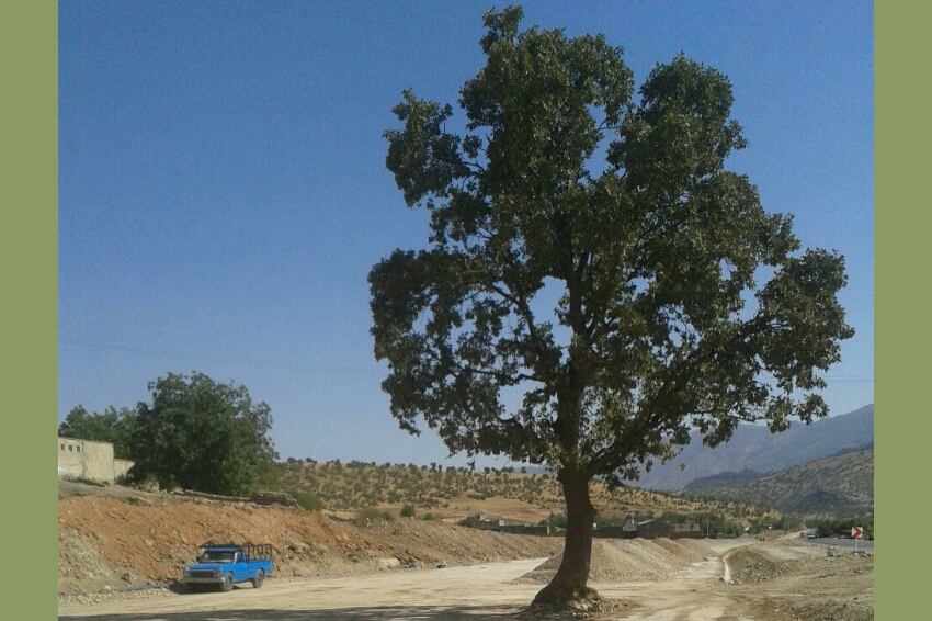 ویردار-درخت-بلوط-۴۵۰-ساله-در-جاده-خرم‌آۤباد-الشتر-گیچ