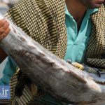 انواع-ماهی-های-خوراکی-خلیج-فارس-بندر-دیّر-عکاس-احسان-میرزائی-سایت-گیچgich.ir
