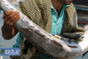 انواع-ماهی-های-خوراکی-خلیج-فارس-بندر-دیّر-عکاس-احسان-میرزائی-سایت-گیچgich.ir