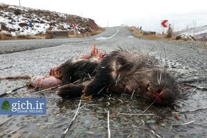 کشته-شدن-یک-تشی-در-جاده-عکاس-احسان-میرزائی-www.gich.ir