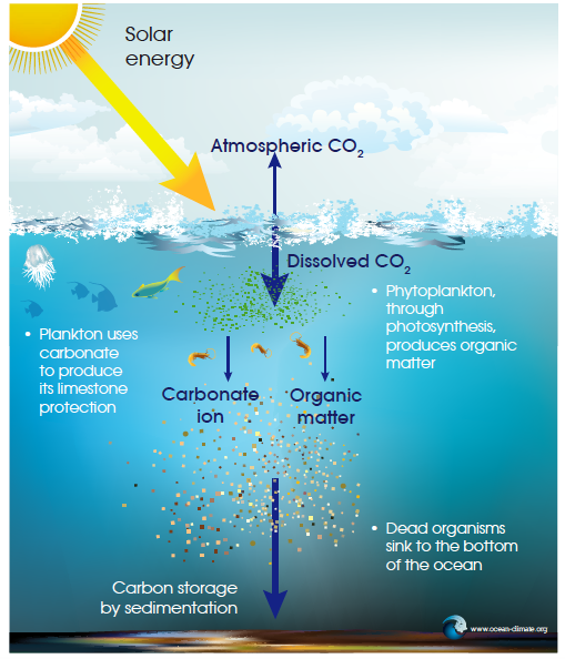 ترسیب کربن توسط فیتوپلانگتون ها در اقیانوس ها | میکرو پلاستیک ها باعث اختلال در فرایند ترسیب کربن در اقیانوس جنوبی می‌شوند | تحقیقات جدید نشان می‌دهد که مقادیری میکروپلاستیک در بدن آبزیان به ویژ کریل و سالپ در اقیانوس منجمد جنوبی وجود دارد |  مجله گیچ