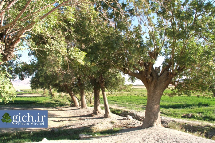 درخت ونو در روستای گیلی - عکاس احسان میرزائی