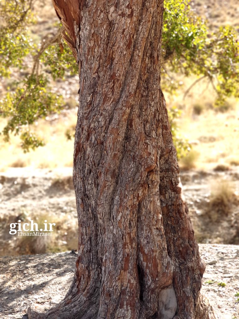 درخت گیچ - روستای گیلی - مجله گیچ