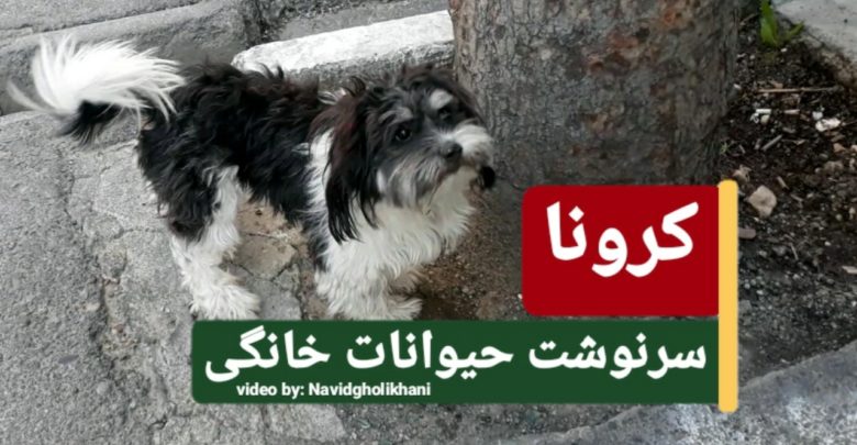 کرونا ویروس و سگ، سرنوشت حیوانات خانگی-مجله گیچ gich.ir (تصویر سگ رها شده در تهران، نوید قلی‌خانی)