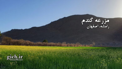 مزرعه گندم در رامشه اصفهان ۰۳- کشاورزی و تولید گندم- عکاس احسان میرزائی - مجله گیچ