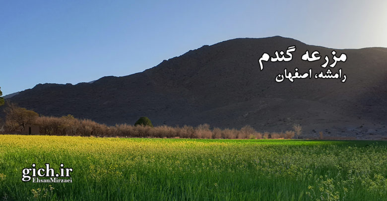 مزرعه گندم در رامشه اصفهان ۰۳- کشاورزی و تولید گندم- عکاس احسان میرزائی - مجله گیچ