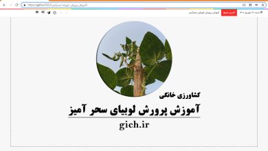 کشاورزی خانگی پرورش لوبیای سحر آمیز احسان میرزائی مجله گیچ