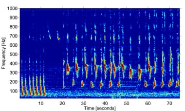 هوش مصنوعی به محققان در جزایر اقیانوس آرام کمک می کند صدای نهنگ ها را از تفکیک کرده و تشخیص دهند.
