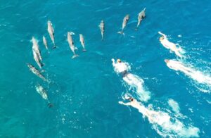 دلفین آزاری توسط شناگران در هاوایی مجله گیچ