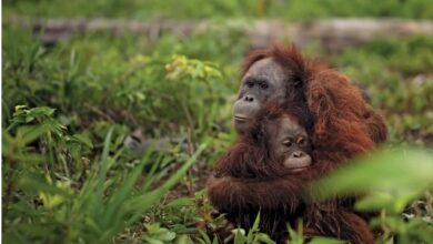 اورانگوتان مادر و نوزادش نجات یافتi و به سختی از شر شکارچیانی که در شرکت های روغن نخل کار می کردند و وظیفه کشتن چنین حیواناتی را بر عهده داشتند، در امان ماندند. Vier Pfoten/تصویر AP مجله گیچ