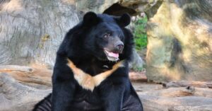 خرس سیاه آسیایی مجله گیچ
