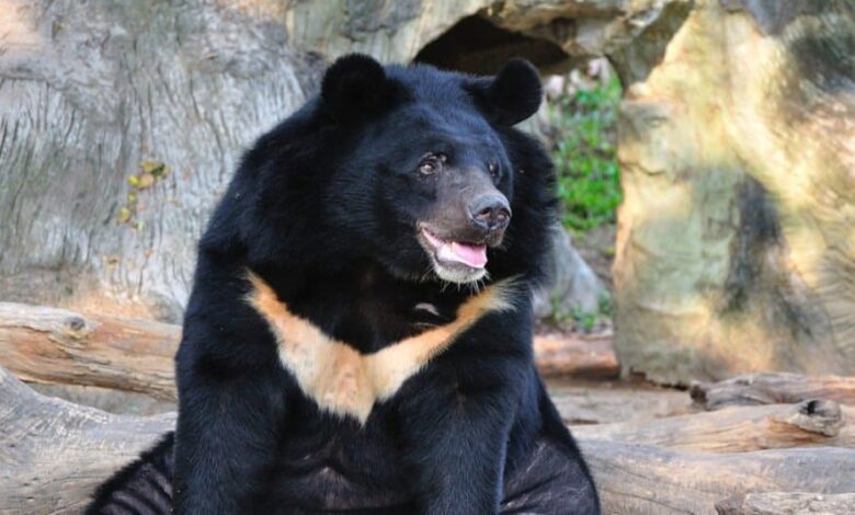خرس سیاه آسیایی مجله گیچ