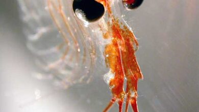 کریل قطب جنوب، سخت پوستان کوچک، فیتوپلانکتون‌ها و دیگر موجودات میکروسکوپی را تغذیه می‌کنند. اعتبار عکس: پیت لنز (BAS) | مجله گیچ