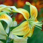 گل سوسن چلچراغ گونه اندمیک ایران و نادر در جهان