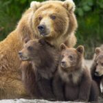 حکم اعدام برای خرس مادر و قاتل مرد جوان ایتالیایی مجله گیچ