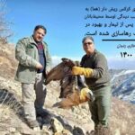 زنده گیری همای آسیب دیده توسط محیط بانان در طارم زنجان سال 1400 - مجله گیچ