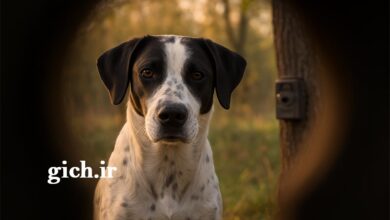 آیا بیش از حد حیوانات را زیر نظر گرفتیم - مجله گیچ