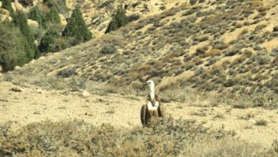 تصویر دال در پناهگاه خوش ییلاق شاهرود گیچ