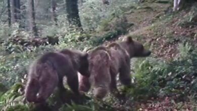 ثبت تصاویر گشت‌وگذار یک قلاده خرس قهوه‌ای با توله‌اش در ارتفاعات جنگلی گیلان + ویدئو