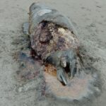 فوک خزری و مرگ خاموش در سواحل خزر - پارک ملی بوجاق