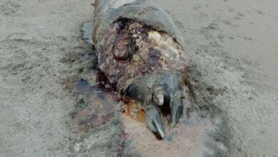 فوک خزری و مرگ خاموش در سواحل خزر - پارک ملی بوجاق